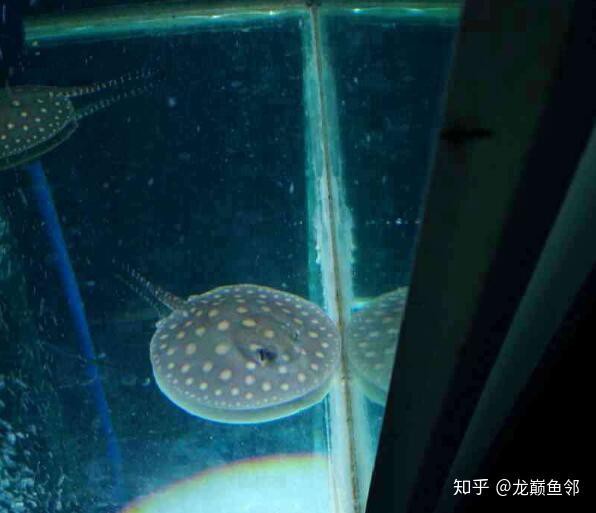 金龍魚翹嘴修理 金龍魚翹嘴修理 龍魚百科 第1張