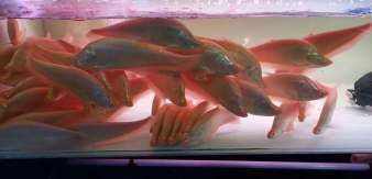 騰龍魚缸是牌子的嗎（騰龍魚缸怎么樣？）