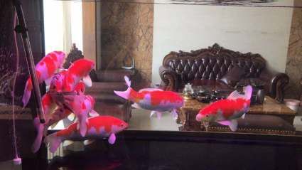 騰龍魚缸是牌子的嗎（騰龍魚缸怎么樣？）