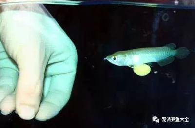 龍魚多大可以繁殖后代：龍魚多大可以繁殖后代，