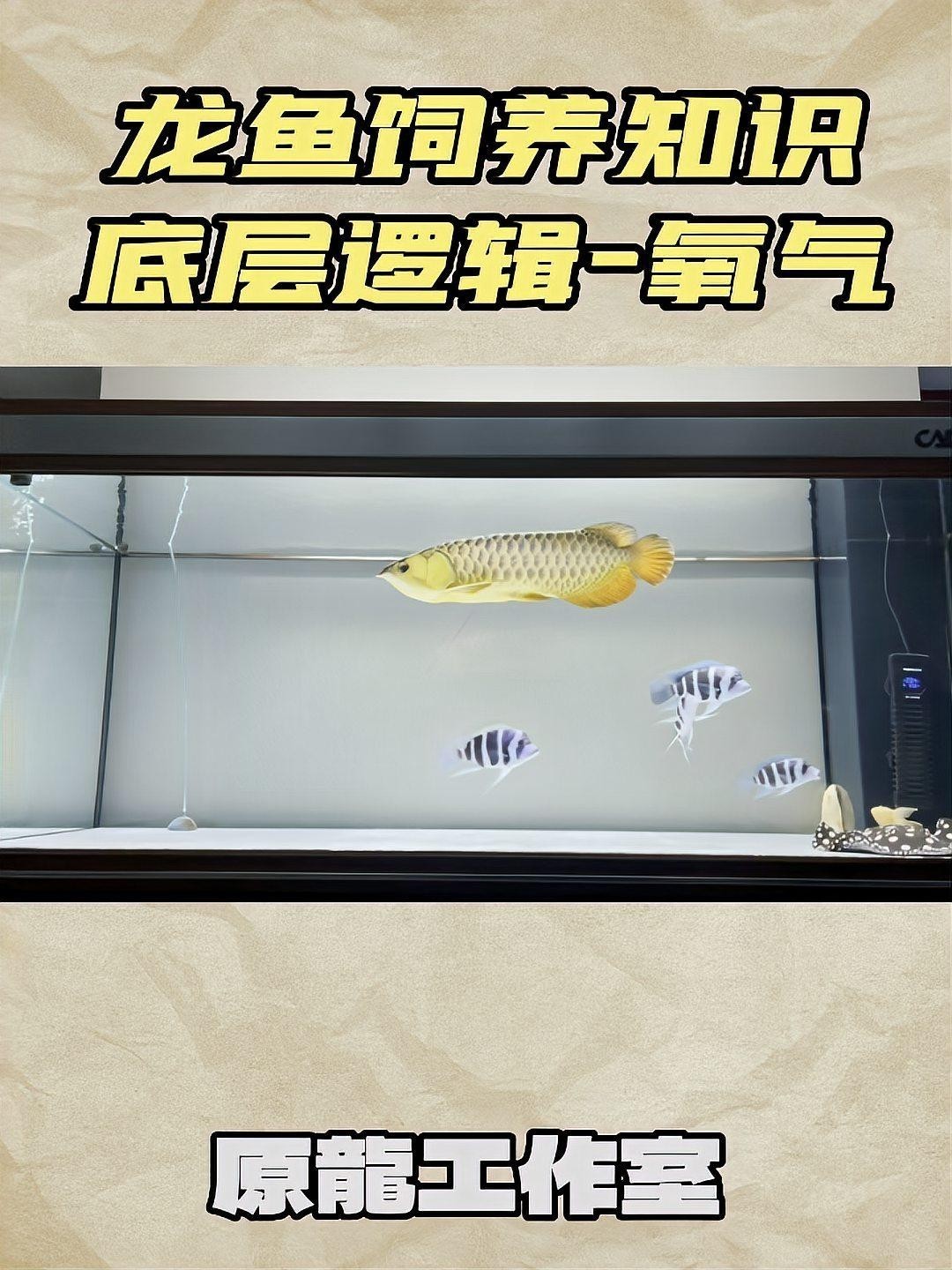 龍魚需要一直打氧嗎為什么