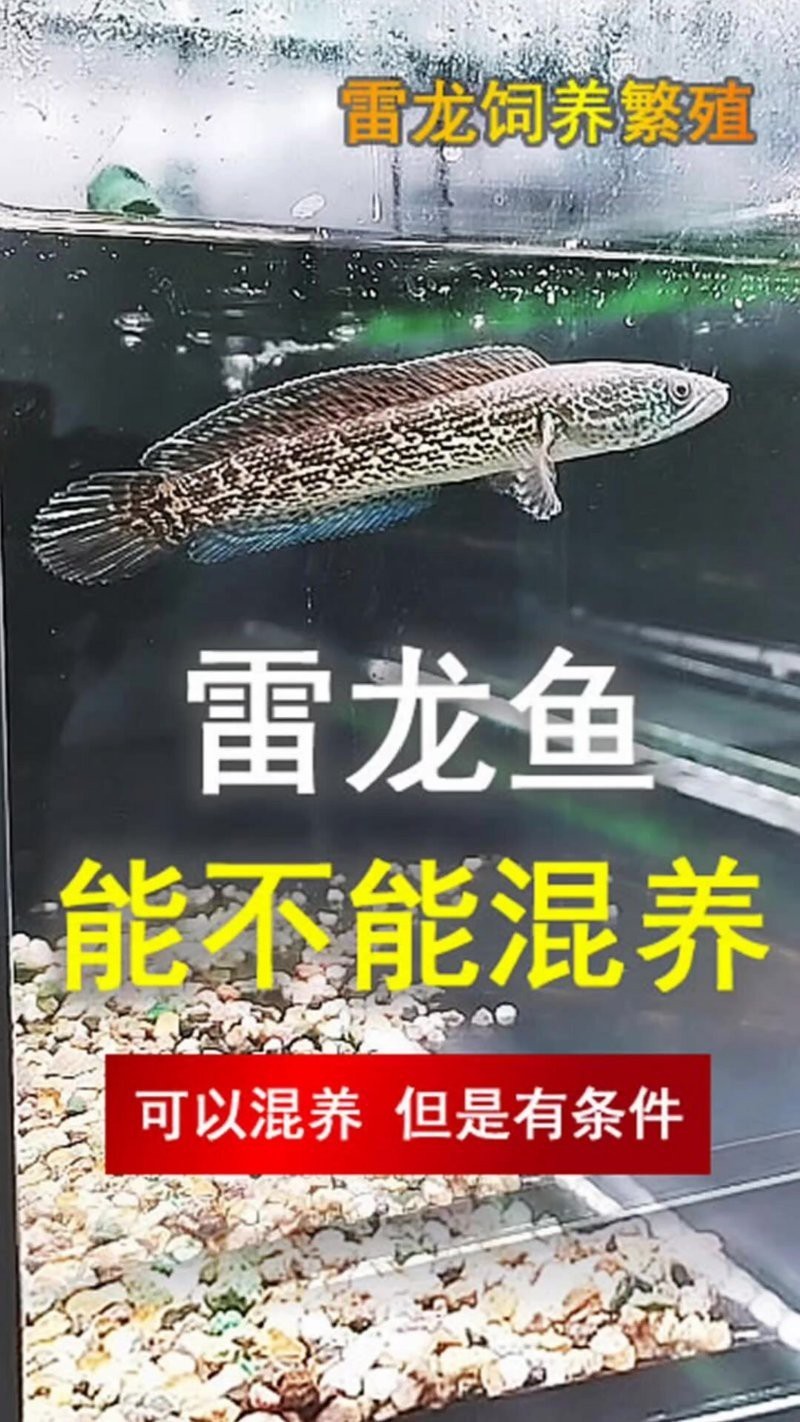 虎鯊和雷龍魚能一起養(yǎng)嗎圖片大全