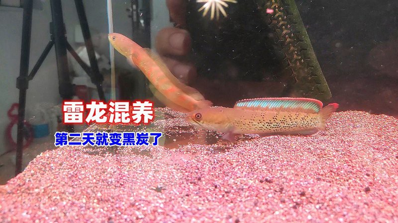 虎鯊和雷龍魚能一起養(yǎng)嗎圖片大全