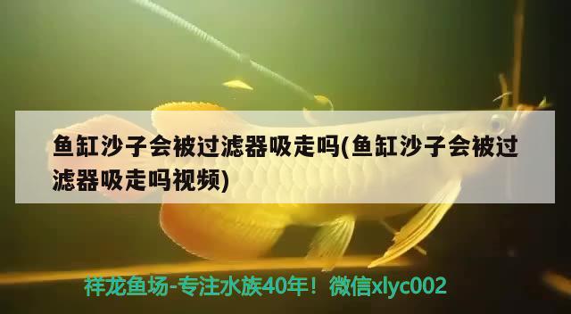 紅龍魚與金龍魚混養怎么樣:紅龍和金龍魚能混養嗎 龍魚百科 第1張 紅龍魚與金龍魚混養怎么樣:紅龍和金龍魚能混養嗎 紅龍魚與金龍魚混養怎么樣:紅龍和金龍魚能混養嗎 龍魚百科 第1張
