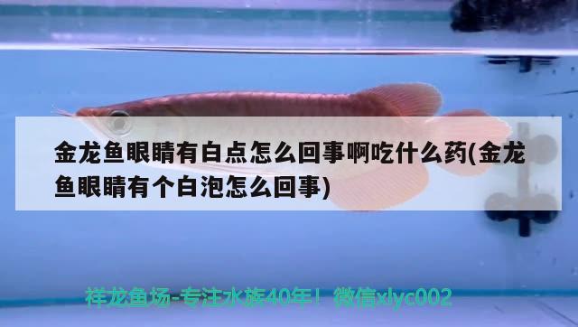 紅龍魚與金龍魚混養怎么樣:紅龍和金龍魚能混養嗎 龍魚百科 第3張 紅龍魚與金龍魚混養怎么樣:紅龍和金龍魚能混養嗎 紅龍魚與金龍魚混養怎么樣:紅龍和金龍魚能混養嗎 龍魚百科 第3張