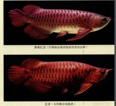 紅龍魚品種介紹（紅龍魚品種及種大全）
