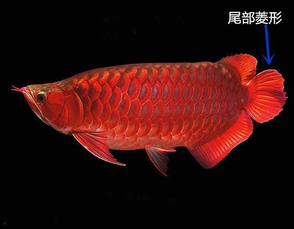 紅龍魚品種介紹（紅龍魚品種及種大全）