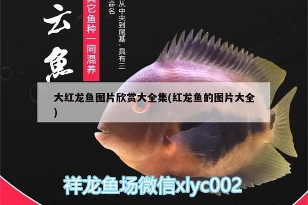 紅眼白子龍魚好養嗎（紅眼白子龍魚水質要求，紅眼白子龍魚飼養技巧）