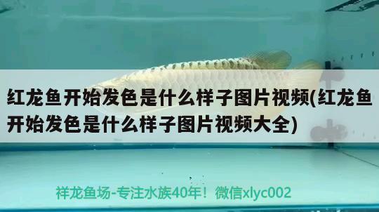 大慶市龍鳳區畫然水族工作室
