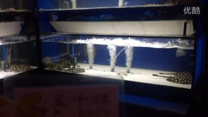祥龍超血紅龍魚品種質(zhì)量標(biāo)準(zhǔn)：如何鑒別祥龍超血紅龍魚健康，祥龍超血紅龍魚日常護(hù)理要點(diǎn)