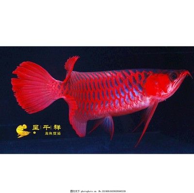 祥龍超血紅龍魚品種質(zhì)量標(biāo)準(zhǔn)：如何鑒別祥龍超血紅龍魚健康，祥龍超血紅龍魚日常護(hù)理要點(diǎn)