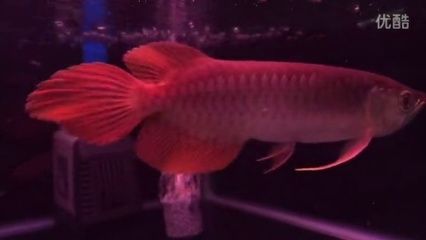 祥龍超血紅龍魚品種質(zhì)量標(biāo)準(zhǔn)：如何鑒別祥龍超血紅龍魚健康，祥龍超血紅龍魚日常護(hù)理要點(diǎn)
