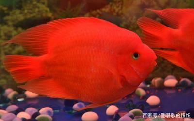 博世龍魚缸價格：博士龍魚缸價格表，選購高端龍魚缸的全面指南