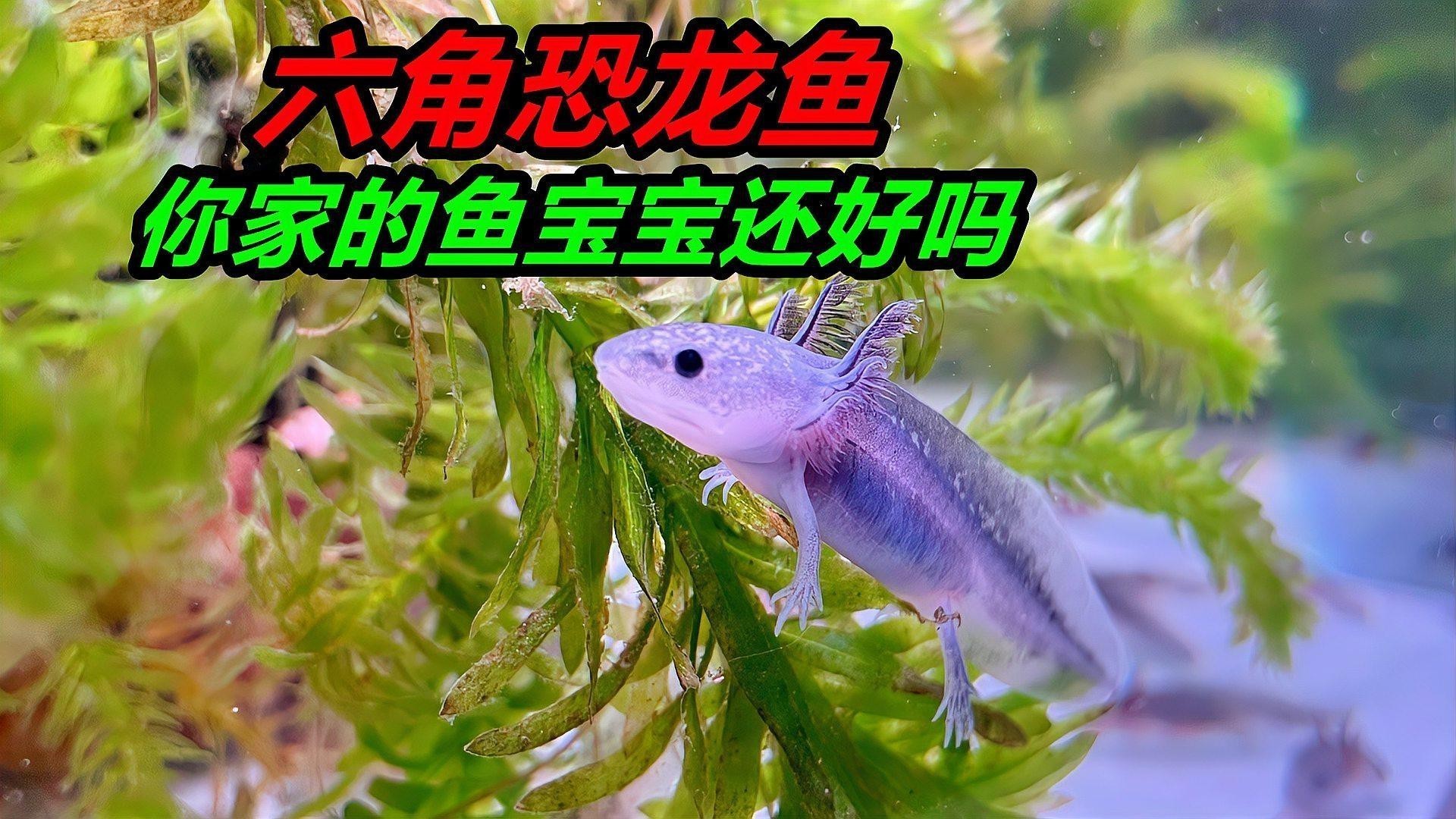 恐龍龍魚的圖片大全大圖
