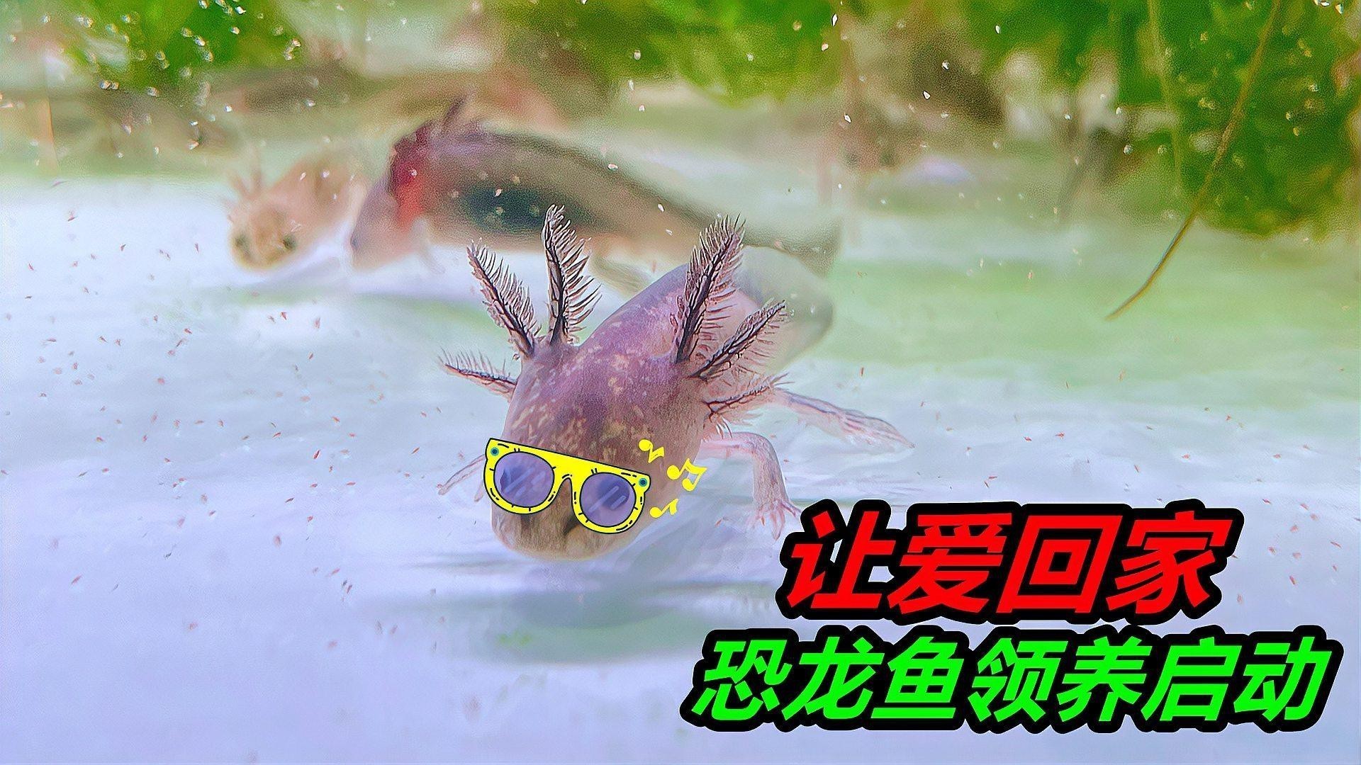 恐龍龍魚的圖片大全大圖