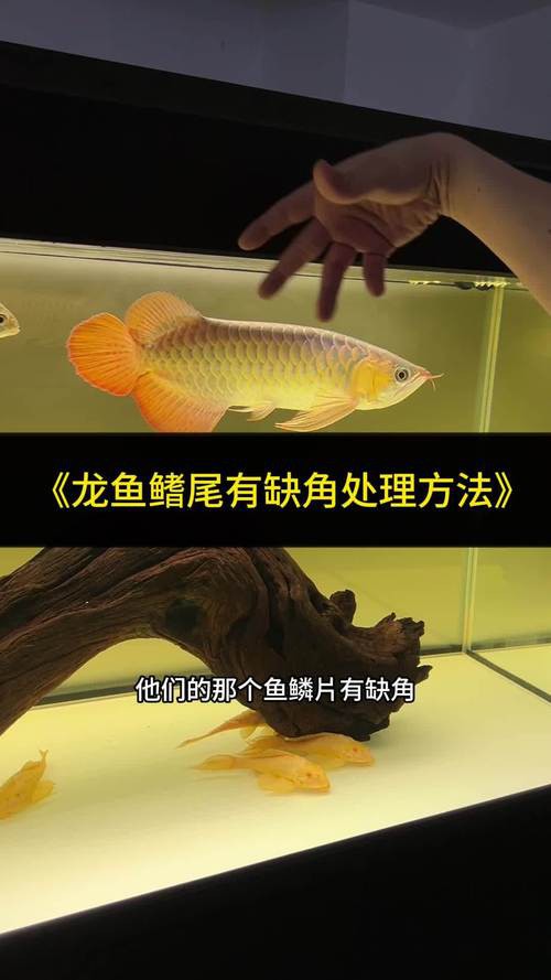 紅龍魚(yú)有寄生蟲(chóng)怎么辦啊圖片