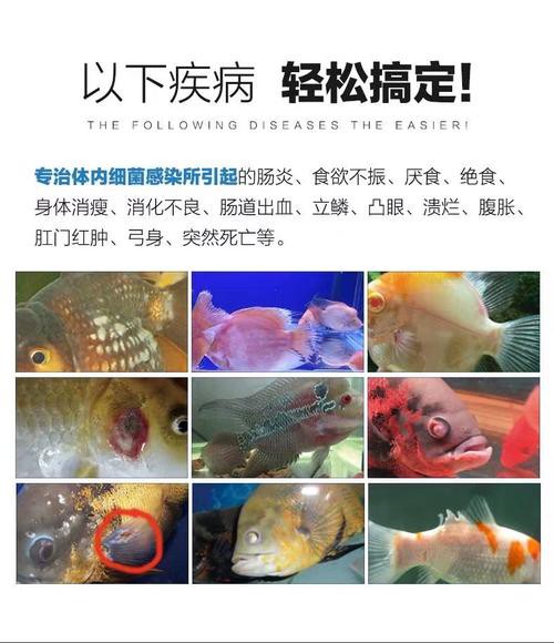 紅龍魚(yú)有寄生蟲(chóng)怎么辦啊圖片