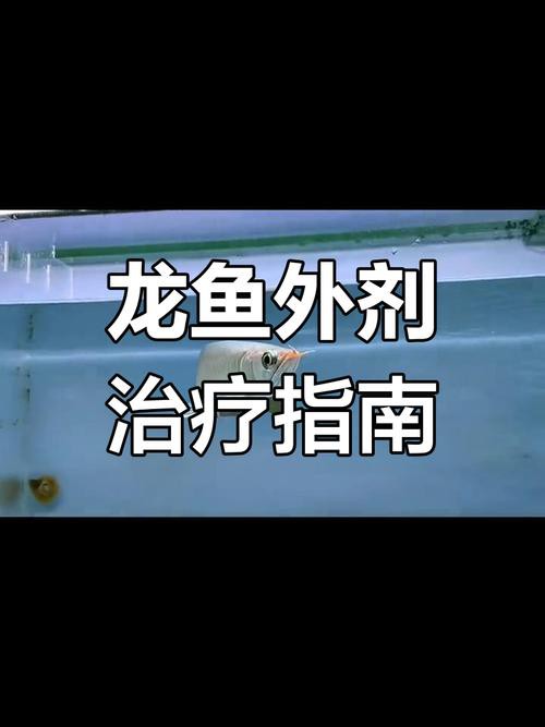 紅龍魚(yú)有寄生蟲(chóng)怎么辦啊圖片