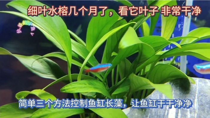 龍魚缸開缸長褐藻