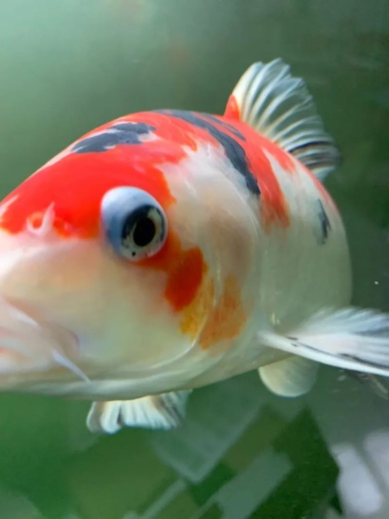 龍魚凸眼病治療周期多久？ 龍魚凸眼病治療周期多久？ 龍魚百科 第5張