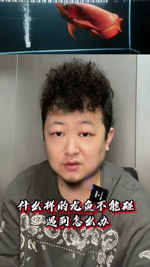 號(hào)半龍魚成魚圖片欣賞