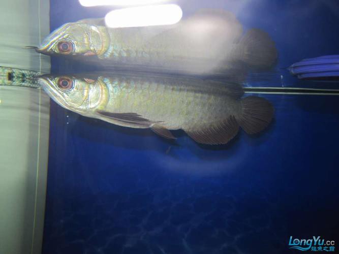 號(hào)半龍魚成魚圖片欣賞