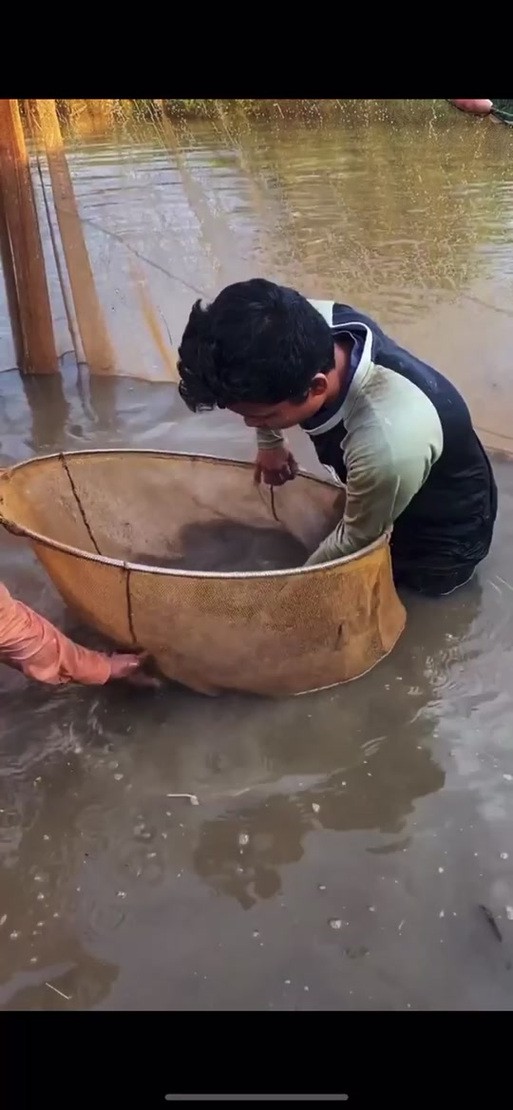 號(hào)半龍魚成魚圖片欣賞