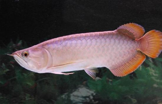 號(hào)半龍魚成魚圖片欣賞