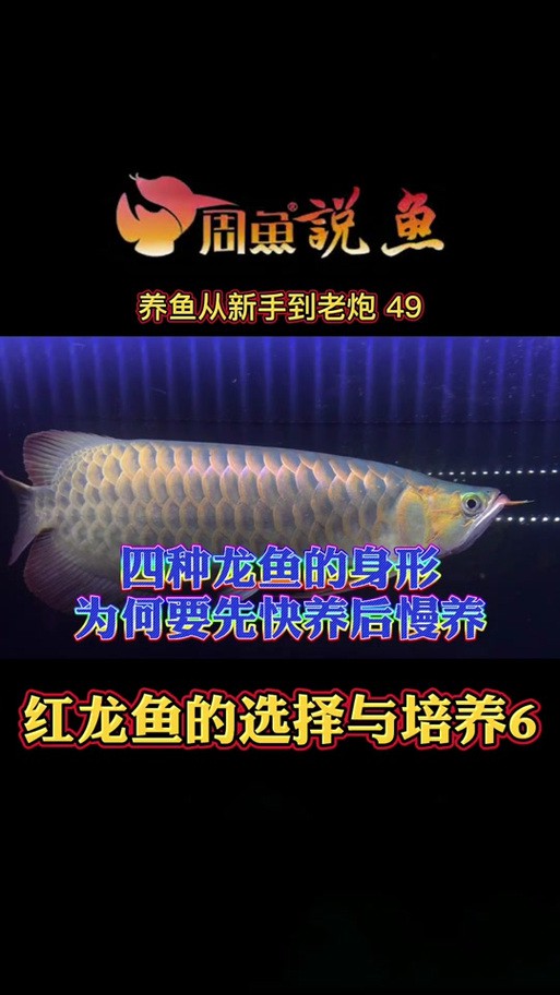 號(hào)半龍魚成魚圖片欣賞