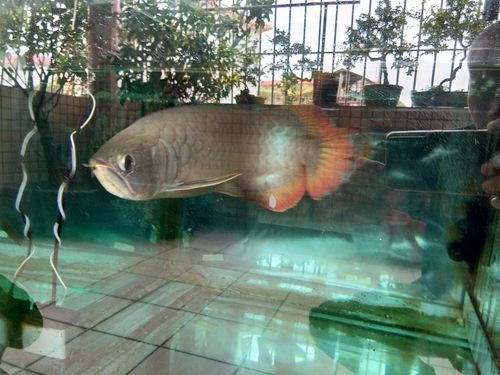 號(hào)半龍魚成魚圖片欣賞