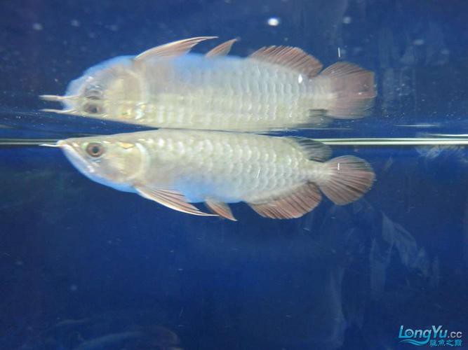 號(hào)半龍魚成魚圖片欣賞