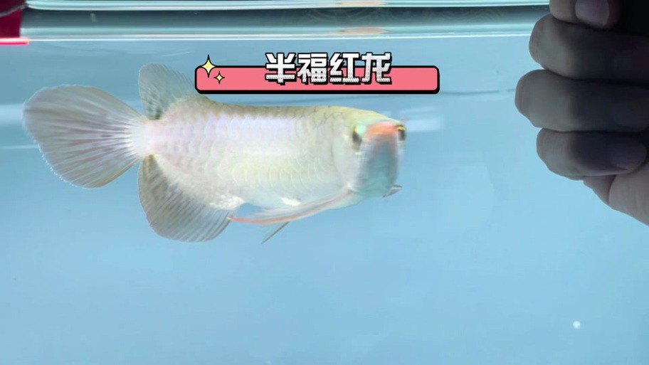 號(hào)半龍魚成魚圖片欣賞