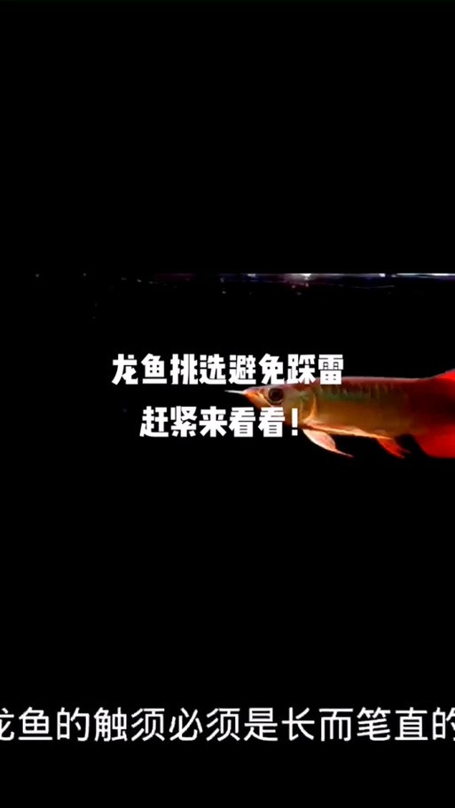 號(hào)半龍魚成魚圖片欣賞