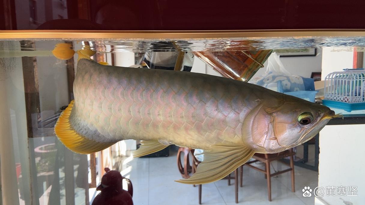 號(hào)半龍魚成魚圖片欣賞
