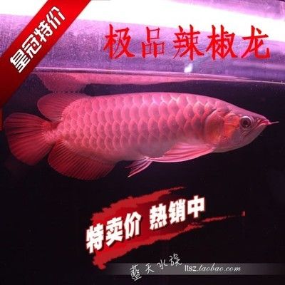 用什么可以掃出紅龍魚的芯片代碼（如何掃出紅龍魚的芯片代碼）