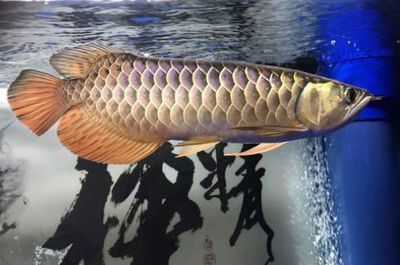 龍魚害怕就會側游怎么回事：如何判斷龍魚側游的可能性