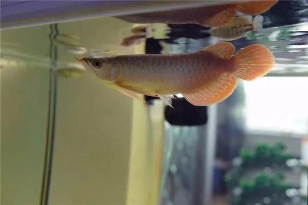 龍魚害怕就會側游怎么回事：如何判斷龍魚側游的可能性