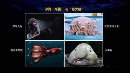 龍魚雌雄同體嗎怎么養，亞洲龍魚、美洲龍魚、澳洲龍魚及非洲龍魚及非洲龍魚