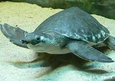 金龍魚大的好養(yǎng)還是小的好養(yǎng)：大金龍魚和小金龍魚的區(qū)別