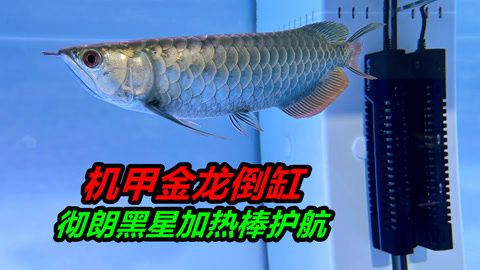 金龍魚斷尾多久可以恢復：金龍魚斷尾多久能恢復