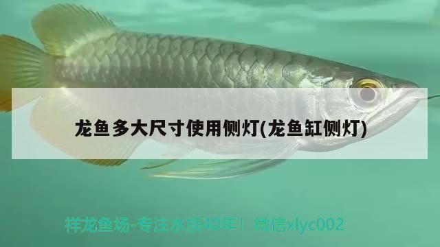 龍魚(yú)用幾根側(cè)燈：龍魚(yú)使用側(cè)燈的數(shù)量并沒(méi)有一個(gè)固定的答案