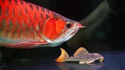 龍魚(yú)用幾根側(cè)燈：龍魚(yú)使用側(cè)燈的數(shù)量并沒(méi)有一個(gè)固定的答案