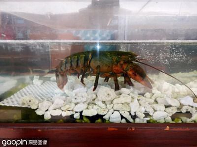 龍魚(yú)用幾根側(cè)燈：龍魚(yú)使用側(cè)燈的數(shù)量并沒(méi)有一個(gè)固定的答案