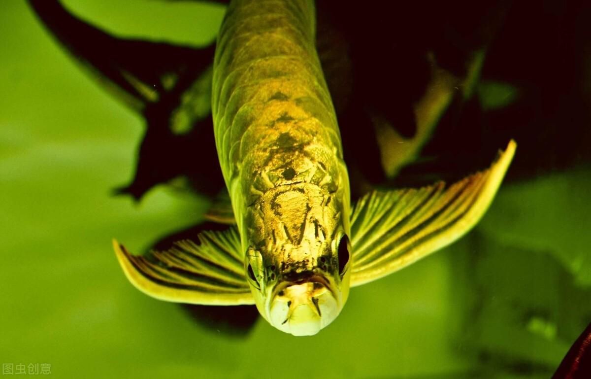 金龍魚兩年能長多大啊：金龍魚的生長速度