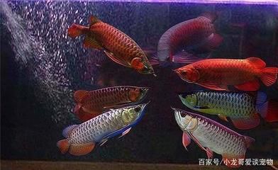 養龍魚燈光要什么要求呢：養龍魚燈光布局技巧分享，魚缸燈光布局的技巧分享
