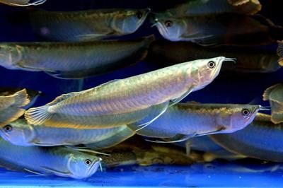 小缸可以養什么龍魚（小缸不適合養龍魚嗎？）