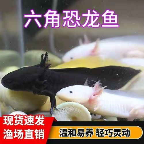 火龍魚可以和金魚混養嗎圖片對比