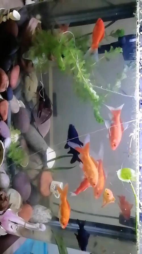 火龍魚可以和金魚混養嗎圖片對比