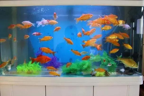 火龍魚可以和金魚混養嗎圖片對比