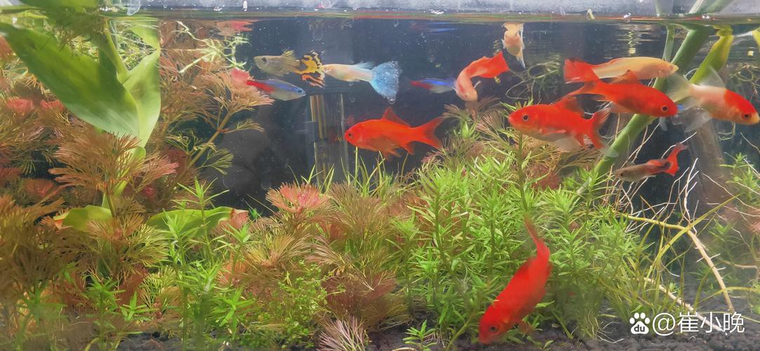 火龍魚可以和金魚混養嗎圖片對比